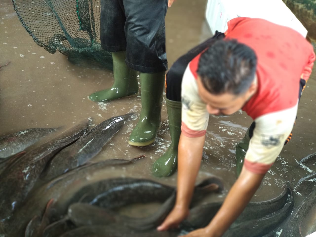 gambar whatsapp 2024 10 02 pukul 16.15.08 81d06465