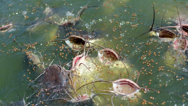 ilustrasi ikan lele 1 169 1